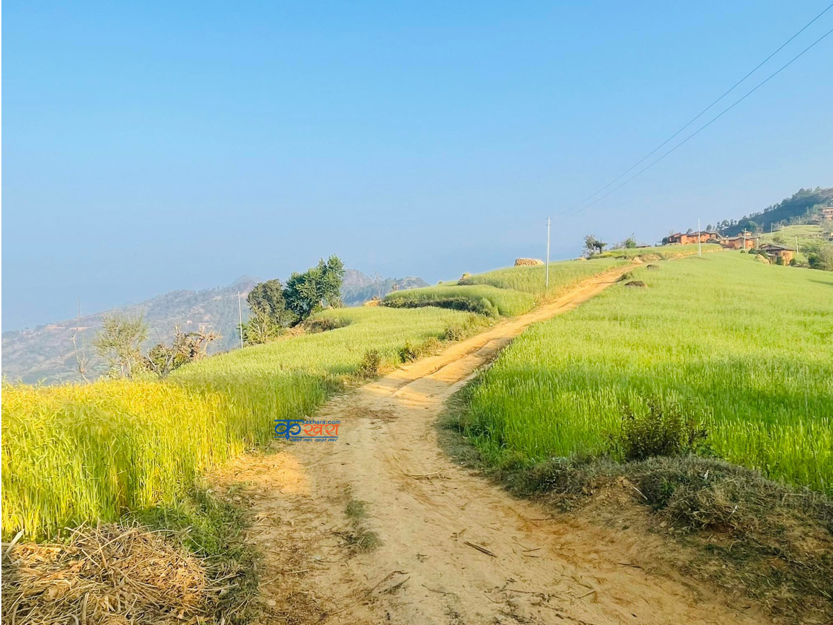 चौरजहारीमा ३ सय १० किलोमिटर सडक विस्तार